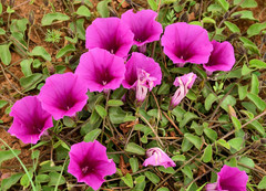 Ipomoea oblongata