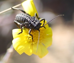 Hetrodes pupus pupus