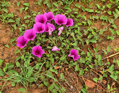 Ipomoea oblongata