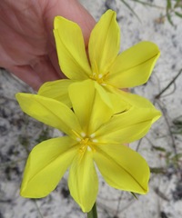 Bobartia filiformis