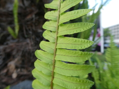 Nephrolepis cordifolia image