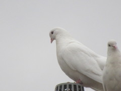 Columba livia domestica