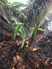 Microgramma percussa