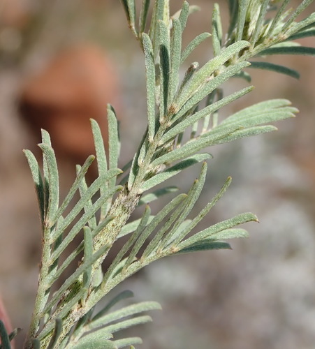 Image of Indigofera hedyantha by (c) Nicola van Berkel, some rights reserved (CC BY-SA)