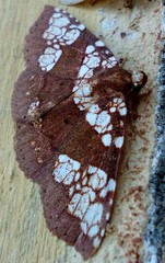 Saroba pustulifera