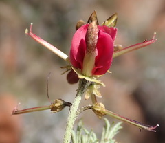 Indigofera hedyantha