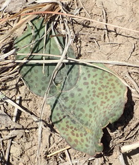 Ledebouria ovatifolia ovatifolia
