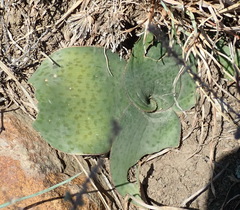 Ledebouria ovatifolia ovatifolia