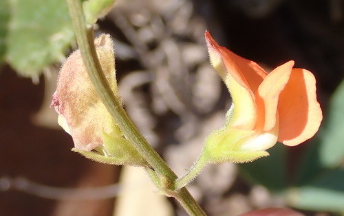 Image of Tephrosia elongata by (c) Nicola van Berkel, some rights reserved (CC BY-SA)