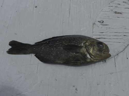 Vatvis (Hyperoglyphe perciformis) — Centrolophidae — 4