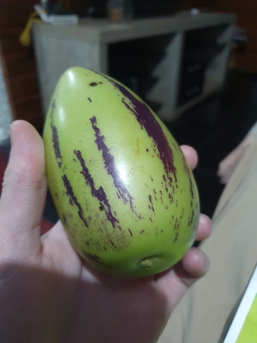 pepino (Solanum muricatum)