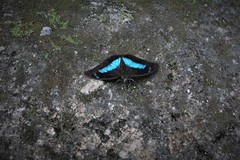 Archaeoprepona demophoon