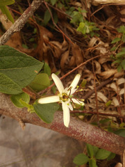 Passiflora bogotensis