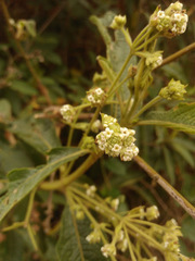 Lippia hirsuta