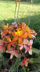 Epidendrum