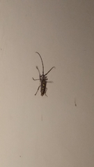 Batocera rubus