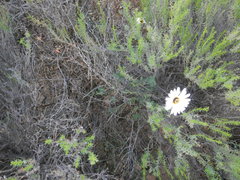 Ursinia pilifera