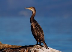 Gulosus aristotelis desmarestii
