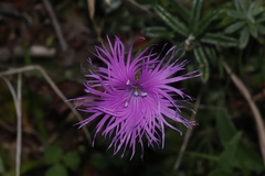 Dianthus pygmaeus