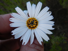 Ursinia pilifera