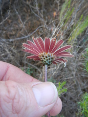 Ursinia pilifera