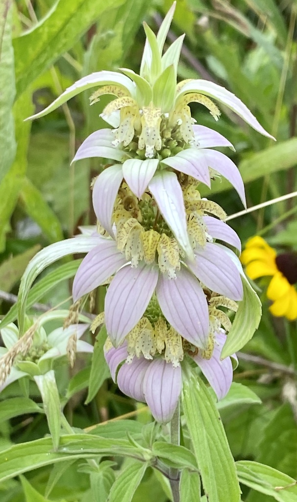 spotted horse mint in July 2023 by Mark · iNaturalist