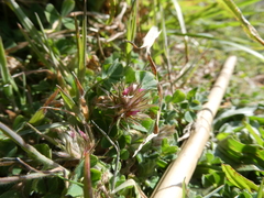 Trifolium stellatum image