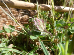 Trifolium stellatum image