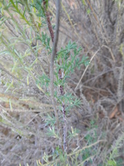 Ursinia pilifera
