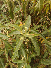 Lippia hirsuta