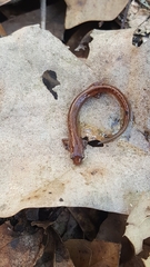 Eurycea chamberlaini