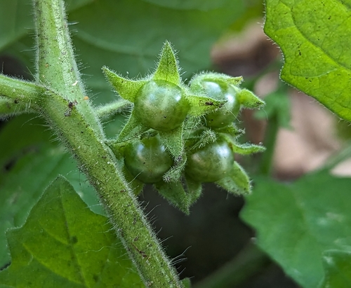 Image of Solanum sarrachoides by (c) Zihao Wang, some rights reserved (CC BY)