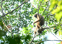 Hylobates lar