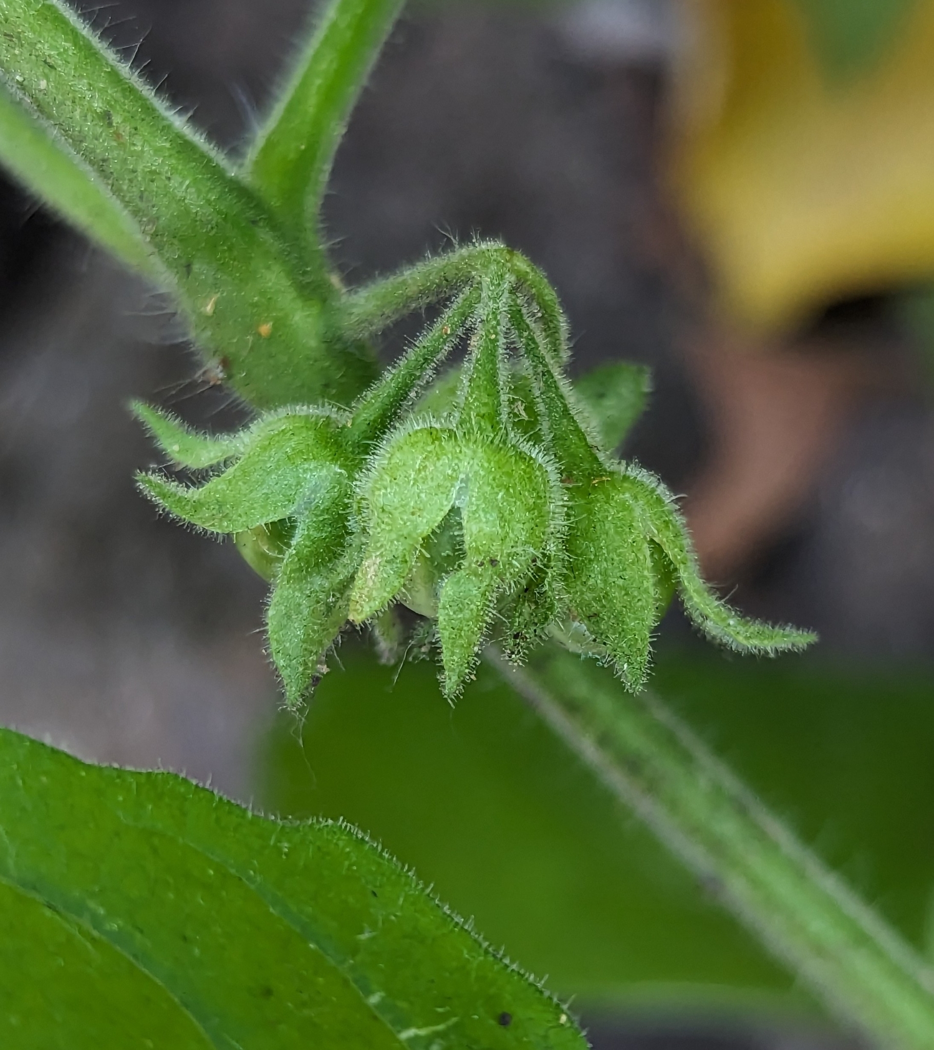Solanum sarrachoides