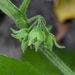 Solanum sarrachoides - Photo (c) Zihao Wang,  זכויות יוצרים חלקיות (CC BY), הועלה על ידי Zihao Wang