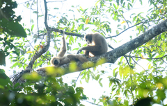 Hylobates lar