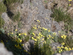 Ranunculus cortusifolius image