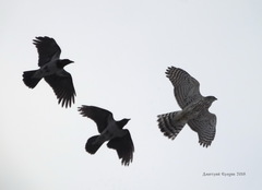 Accipiter gentilis