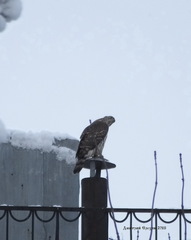 Accipiter gentilis