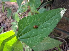 Iphiclus sedecimmaculatus
