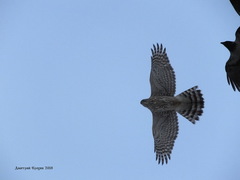 Accipiter gentilis