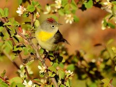 Virginia's Warbler photo 1