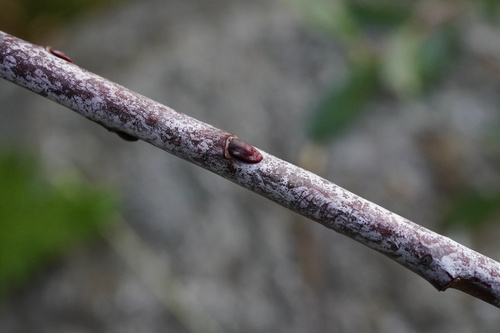 Image of Salix daphnoides by (c) Patrick Hacker, some rights reserved (CC BY)