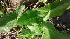 Arum palaestinum