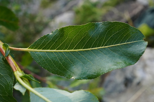 Image of Salix daphnoides by (c) Patrick Hacker, some rights reserved (CC BY)