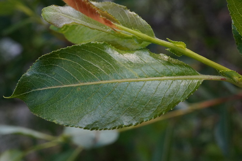 Image of Salix daphnoides by (c) Patrick Hacker, some rights reserved (CC BY)