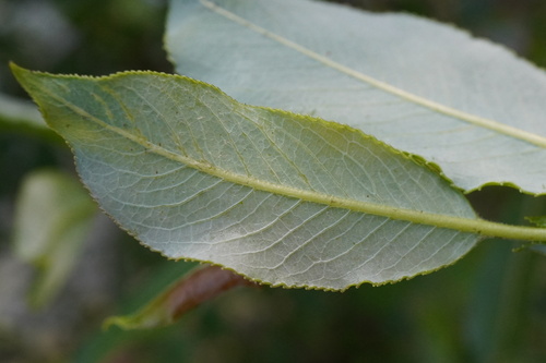 Image of Salix daphnoides by (c) Patrick Hacker, some rights reserved (CC BY)