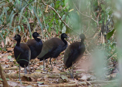 Psophia viridis interjecta