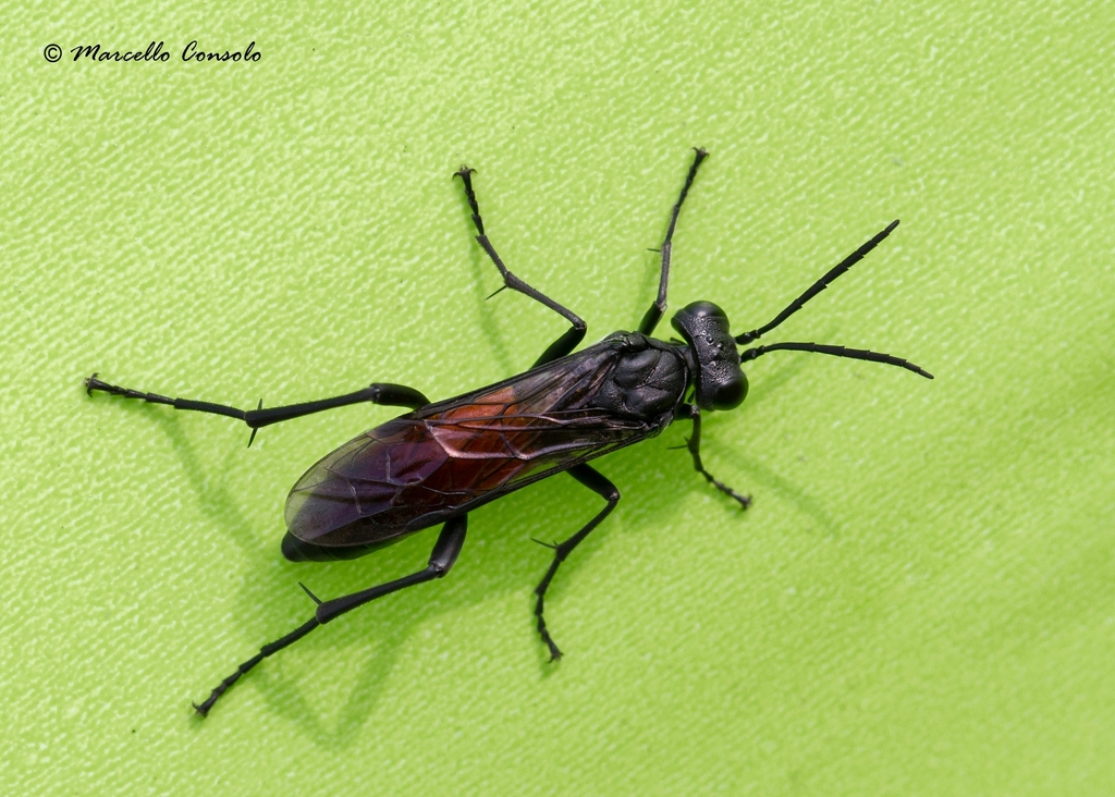 Macrophyini