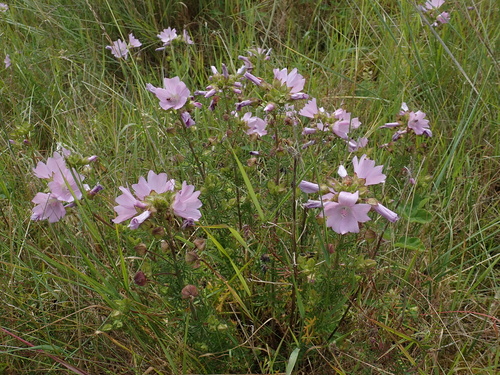 Malva moschata